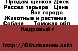 Продам щенков Джек Рассел терьера › Цена ­ 25 000 - Все города Животные и растения » Собаки   . Томская обл.,Кедровый г.